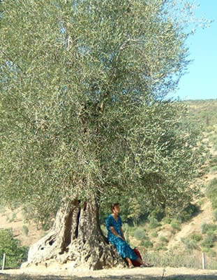 Olivo a Sant'Antimo